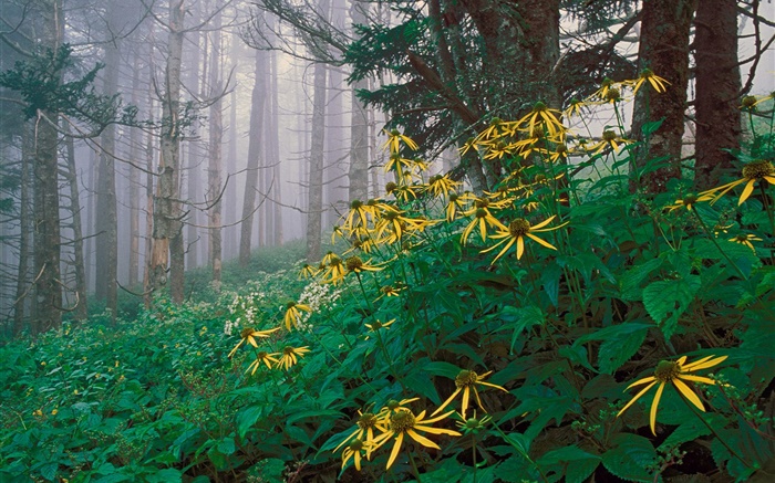 flores silvestres amarillas en el bosque Fondos de pantalla, imagen