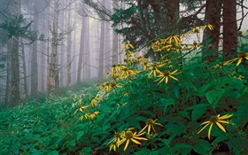 flores silvestres amarillas en el bosque