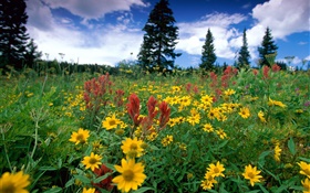 flores silvestres amarillas, naturaleza, nubes