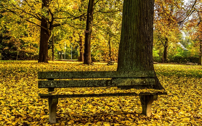 Otoño, parque, banco, árboles, hojas amarillas planta Fondos de pantalla, imagen