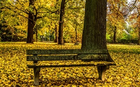 Otoño, parque, banco, árboles, hojas amarillas planta HD fondos de pantalla