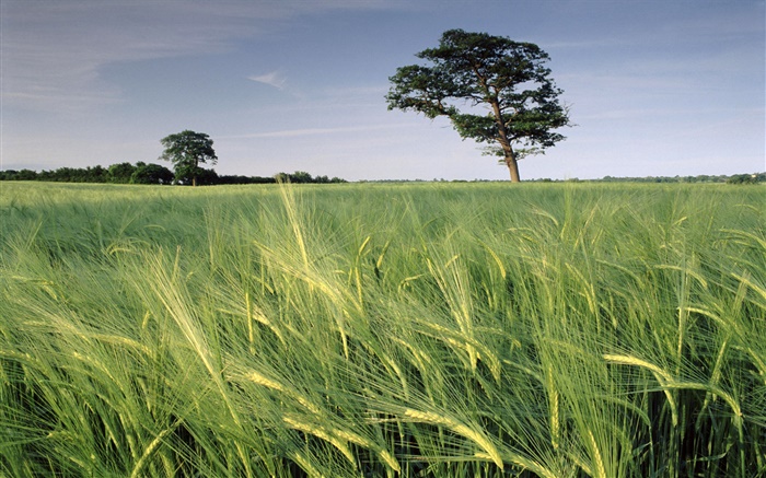 Campo de la cebada, árboles, North Somerset, Inglaterra Fondos de pantalla, imagen