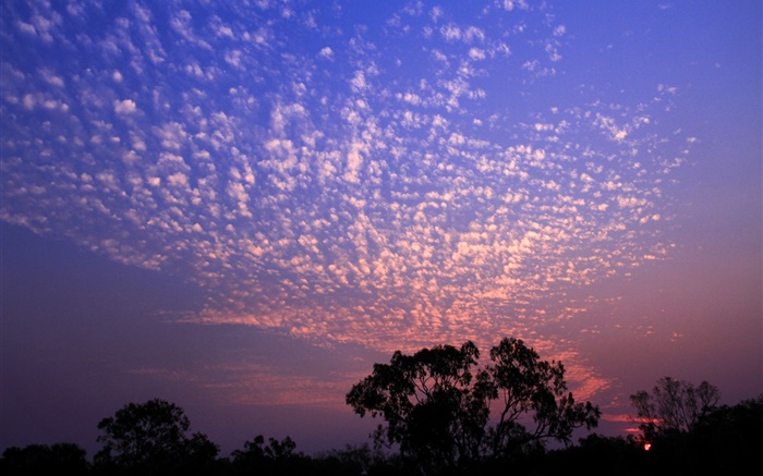 Hermosa puesta de sol, cielo, nubes, árboles silueta Fondos de pantalla, imagen