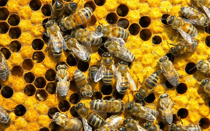 Las abejas, nido de abeja Fondos de pantalla, imagen