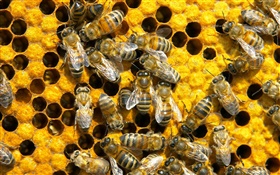 Las abejas, nido de abeja HD fondos de pantalla
