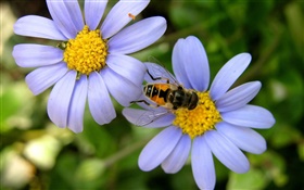 margarita flores azules, abeja
