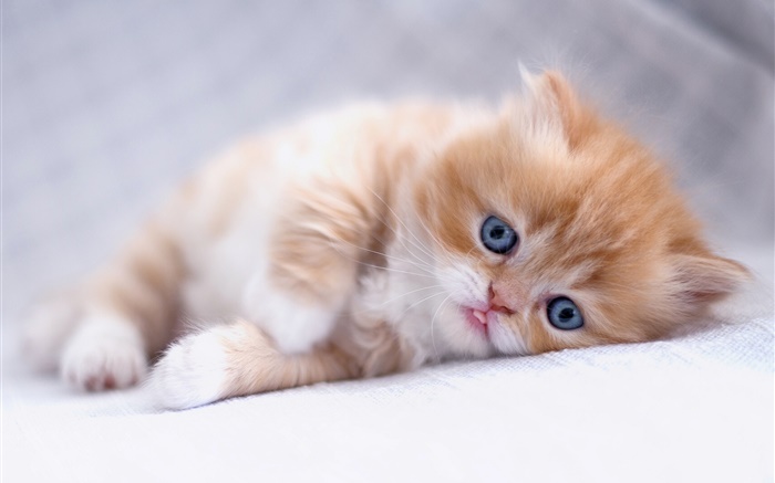 Los ojos azules gatito del sueño Fondos de pantalla, imagen