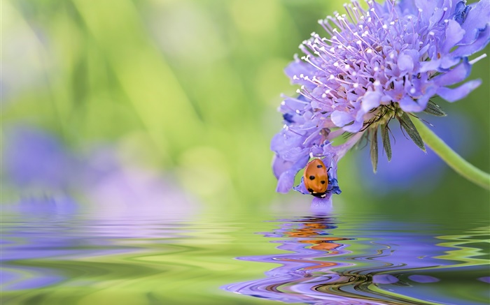 flor azul, mariquita, agua, reflexión Fondos de pantalla, imagen