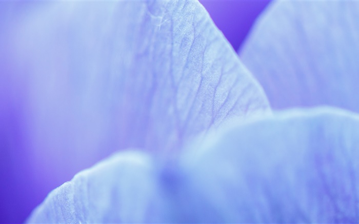 azul de la flor de los pétalos de la fotografía macro Fondos de pantalla, imagen