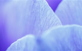 azul de la flor de los pétalos de la fotografía macro