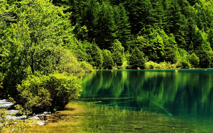 China, el Parque Nacional de Jiuzhaigou, lago, árboles, verde Fondos de pantalla, imagen