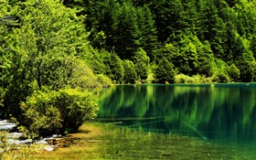 China, el Parque Nacional de Jiuzhaigou, lago, árboles, verde HD fondos de pantalla