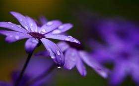 Cineraria, flores púrpuras, pétalos, gotas de agua HD fondos de pantalla