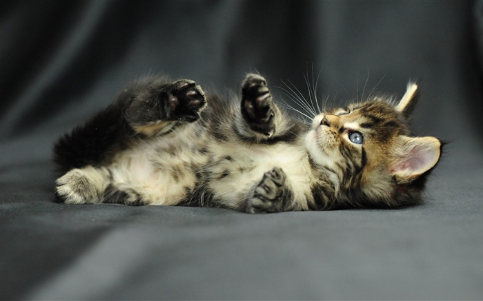 El bebé lindo gatito Fondos de pantalla, imagen