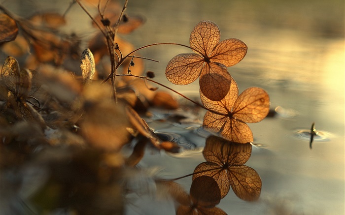 hojas secas, charco, reflexión del agua, bokeh Fondos de pantalla, imagen
