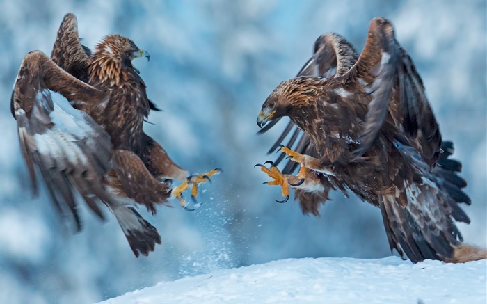 Águila, dos pájaros, nieve, invierno Fondos de pantalla, imagen