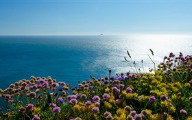 Inglaterra Irlanda, mar, flores frailecillo HD fondos de pantalla