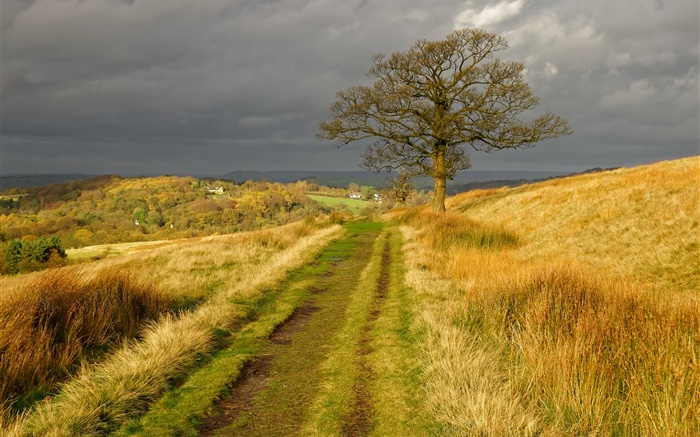 Inglaterra paisaje de la naturaleza, hierba, camino, árboles, nubes, otoño Fondos de pantalla, imagen