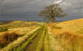 Inglaterra paisaje de la naturaleza, hierba, camino, árboles, nubes, otoño HD fondos de pantalla