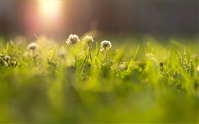 Flores, hierba, prado, rayos del sol, bokeh HD fondos de pantalla