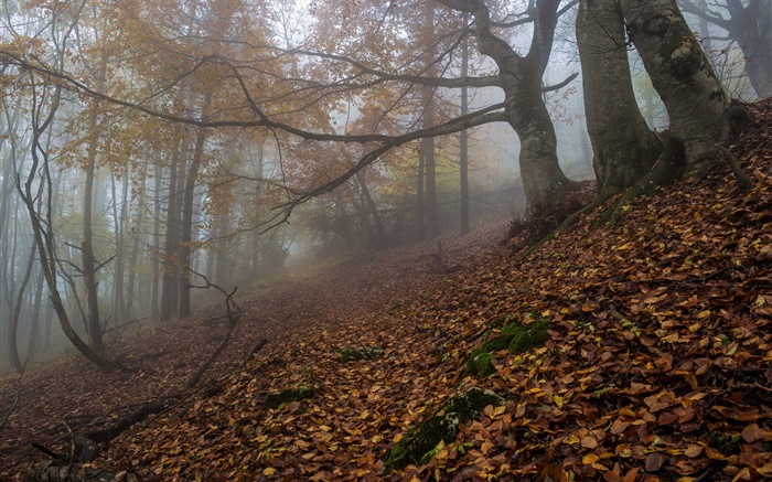 Bosque, naturaleza, niebla, amanecer, otoño Fondos de pantalla, imagen
