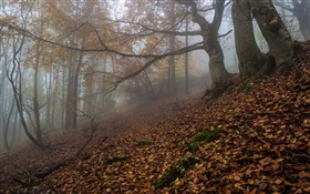 Bosque, naturaleza, niebla, amanecer, otoño