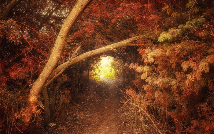 Bosque, trayectoria, agujero, otoño, paisaje de la naturaleza Fondos de pantalla, imagen