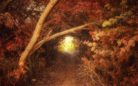 Bosque, trayectoria, agujero, otoño, paisaje de la naturaleza