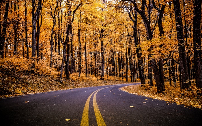 Bosque, camino, hojas de color amarillo, árboles, otoño Fondos de pantalla, imagen