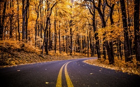 Bosque, camino, hojas de color amarillo, árboles, otoño