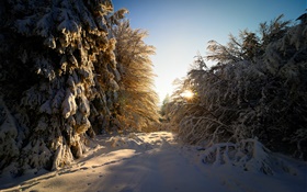 Alemania, Hesse, invierno, nieve, árboles, los rayos del sol