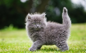 gatito esponjoso de color gris en la hierba