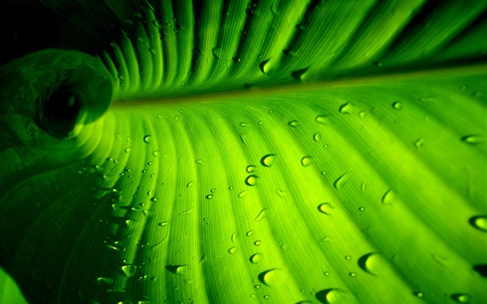 Hoja verde close-up, rayas, gotas de agua Fondos de pantalla, imagen