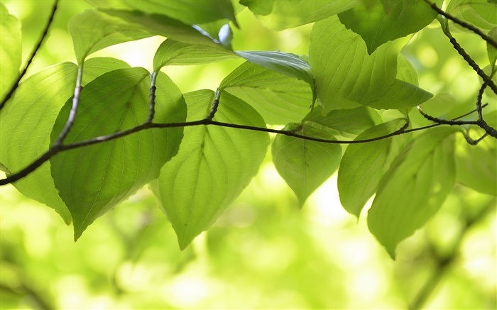 hojas verdes, ramas, paisaje de la naturaleza, bokeh Fondos de pantalla, imagen