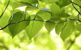 hojas verdes, ramas, paisaje de la naturaleza, bokeh