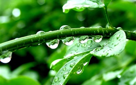 Las plantas verdes, después de la lluvia, gotas de agua