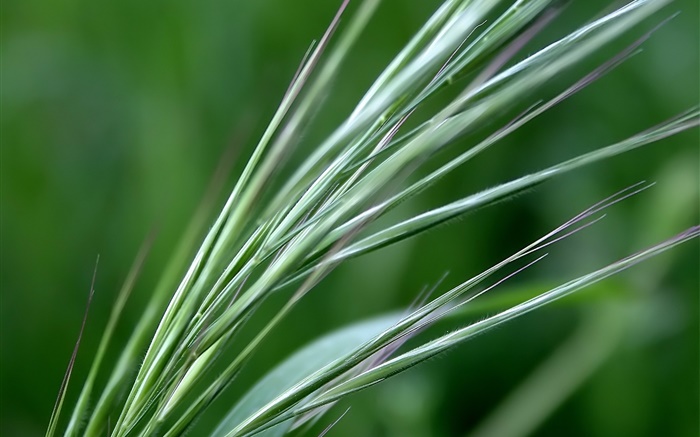 trigo verde de cerca Fondos de pantalla, imagen