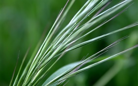 trigo verde de cerca