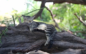Gatito gris que duerme en el árbol