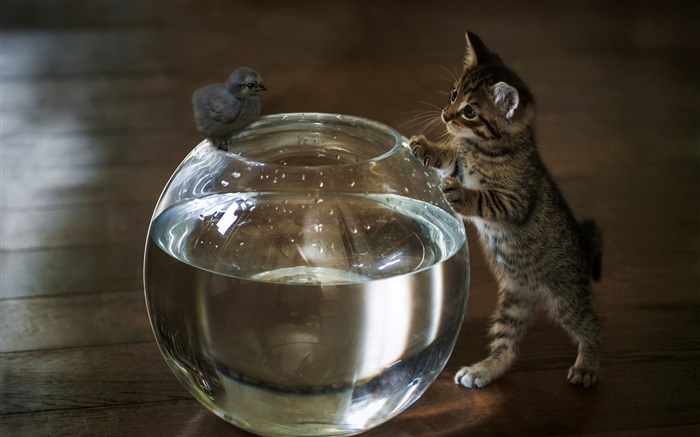 Gatito quiere tocar el agua del acuario Fondos de pantalla, imagen