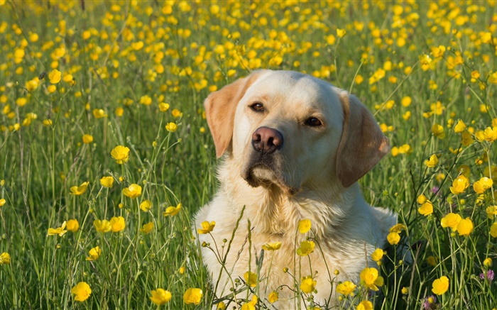 Labrador retriever, perro en las flores Fondos de pantalla, imagen