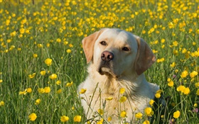 Labrador retriever, perro en las flores HD fondos de pantalla
