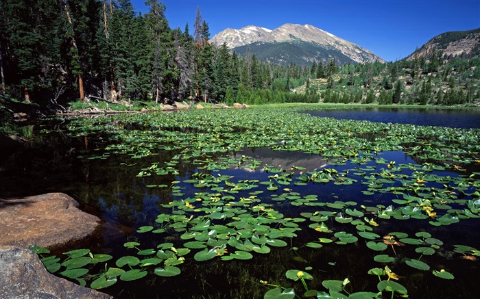 Lago, montañas, bosques, lirio de agua Fondos de pantalla, imagen