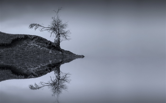 Lago, árbol, reflexión del agua, monocromático, Escocia Fondos de pantalla, imagen