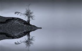 Lago, árbol, reflexión del agua, monocromático, Escocia