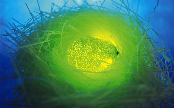 fruta claro, naranja verde en el nido Fondos de pantalla, imagen