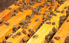 Muchas abejas, colmena