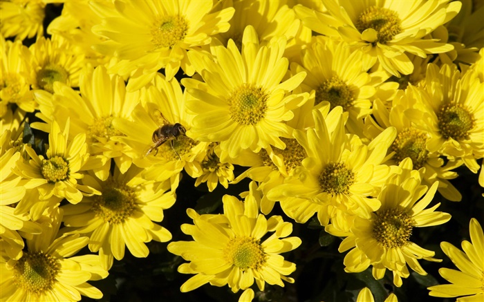 Muchos de color amarillo margarita, abeja, insecto Fondos de pantalla, imagen