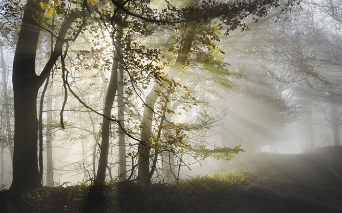Por la mañana, la niebla, los árboles, los rayos del sol, otoño Fondos de pantalla, imagen