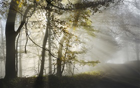 Por la mañana, la niebla, los árboles, los rayos del sol, otoño